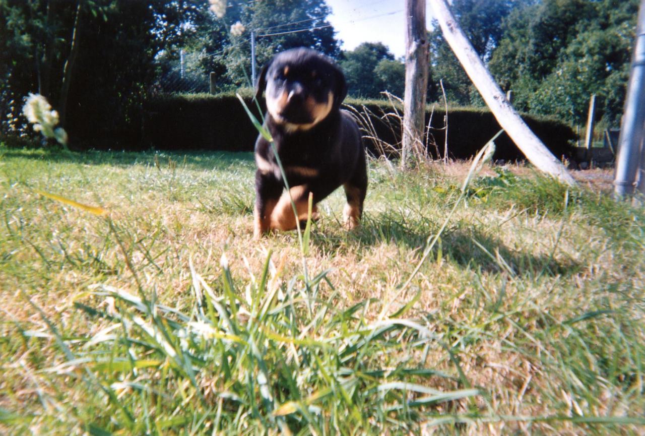 tess chiot