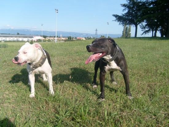 samba et mercure