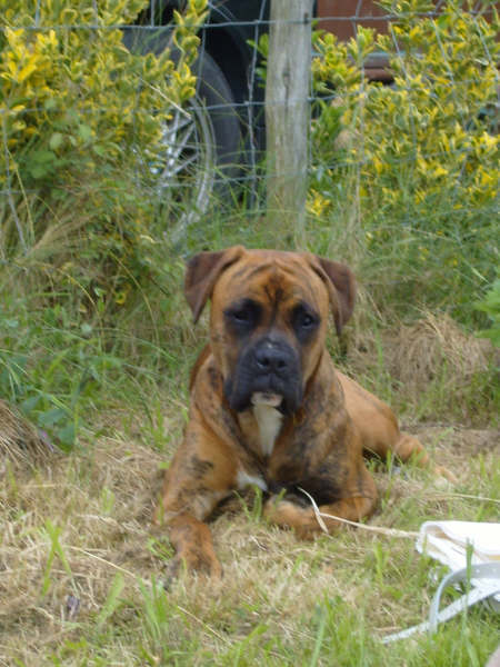 cacahouète le boxer