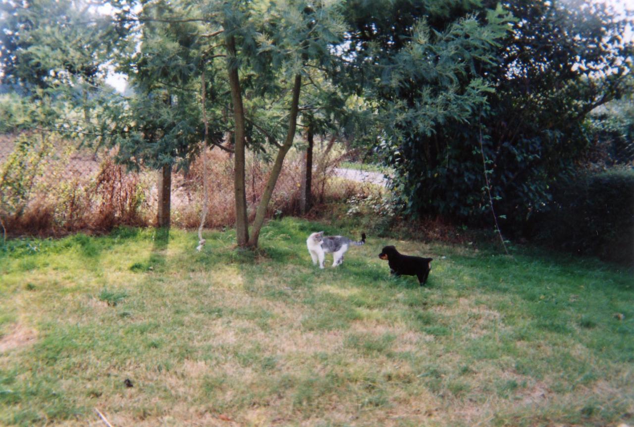 tess avec un chat